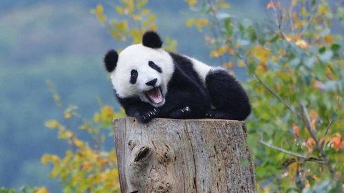 娱乐吃瓜熊猫视频大全